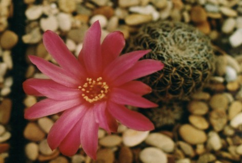 Sulcorebutia (fleur de)